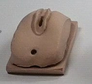 MDSKTR Female Genitalia